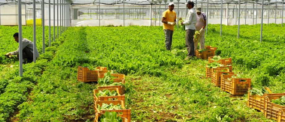 Нові можливості на ринку праці - шукачі притулку та відкритий прийом на роботу